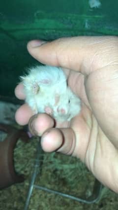 hamster