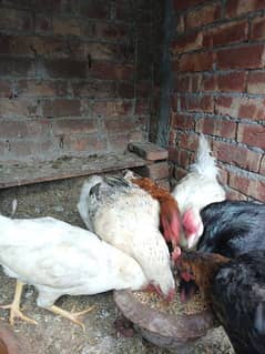 hens for sale