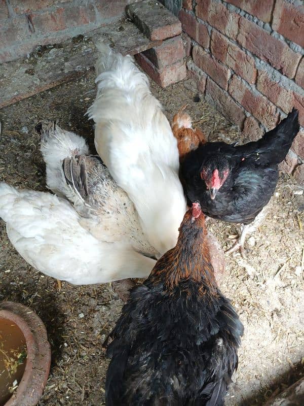 hens for sale 1