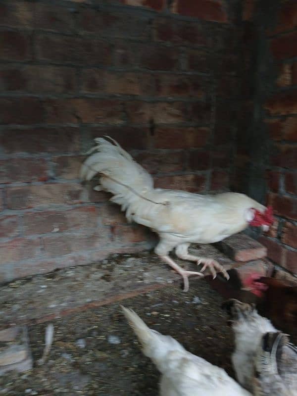 hens for sale 3