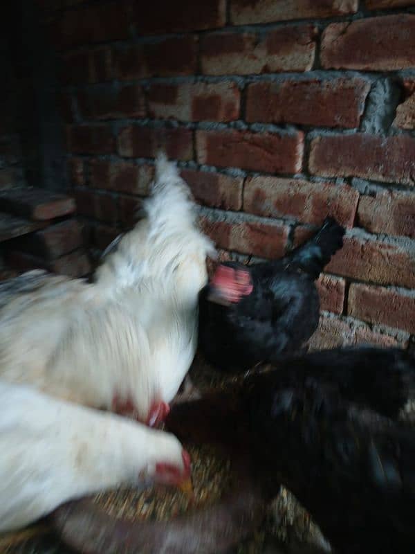 hens for sale 6