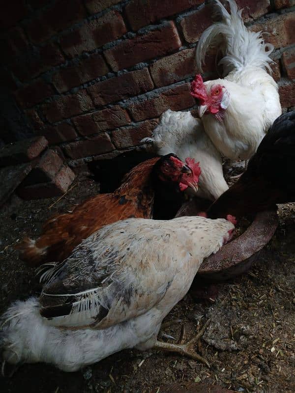 hens for sale 7