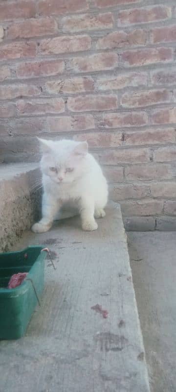 Persian cat 3