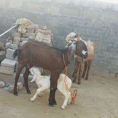 1 Bachy wali bakri for sale rawat