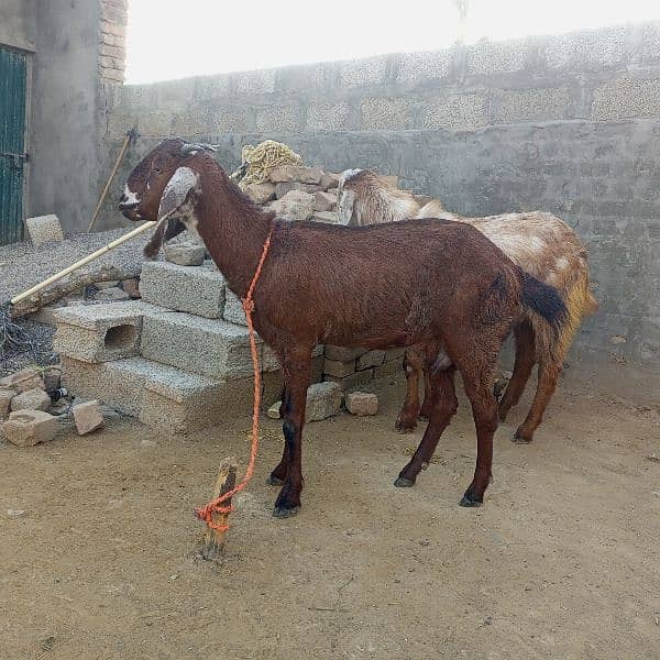 1 Bachy wali bakri for sale rawat 1