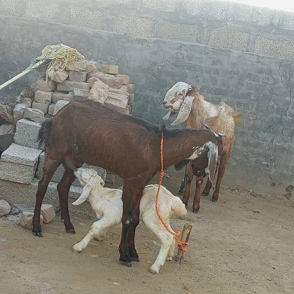 1 Bachy wali bakri for sale rawat 2