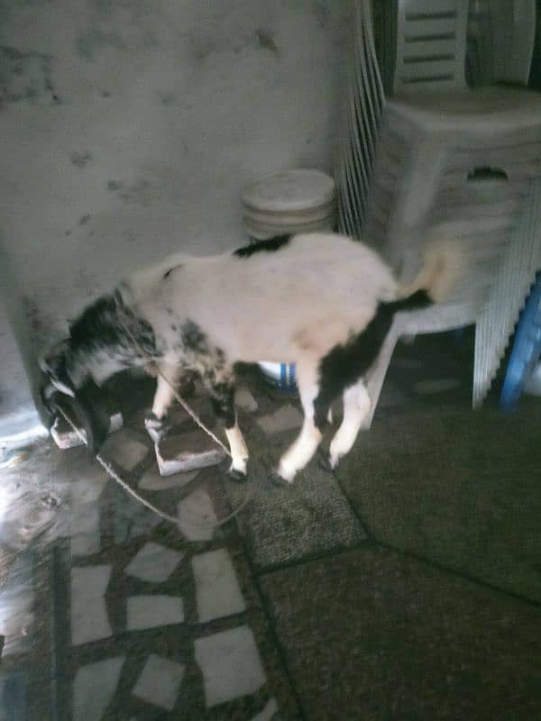 goat/bkraa/goat for sale 2