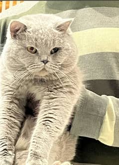 British shorthair