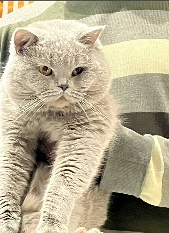 British shorthair 0