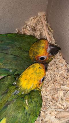 0304 1958568. . . . . . Sun conure red factor and raw parrot female