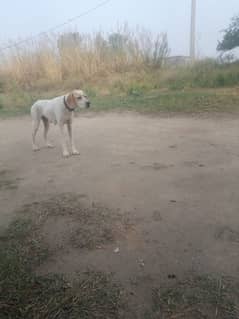 English pointer for sale