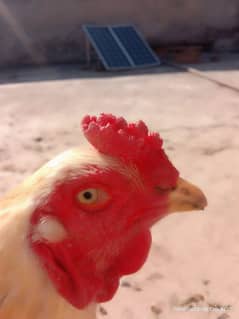 pls read complete add aseel murga and hen with chicks for sale