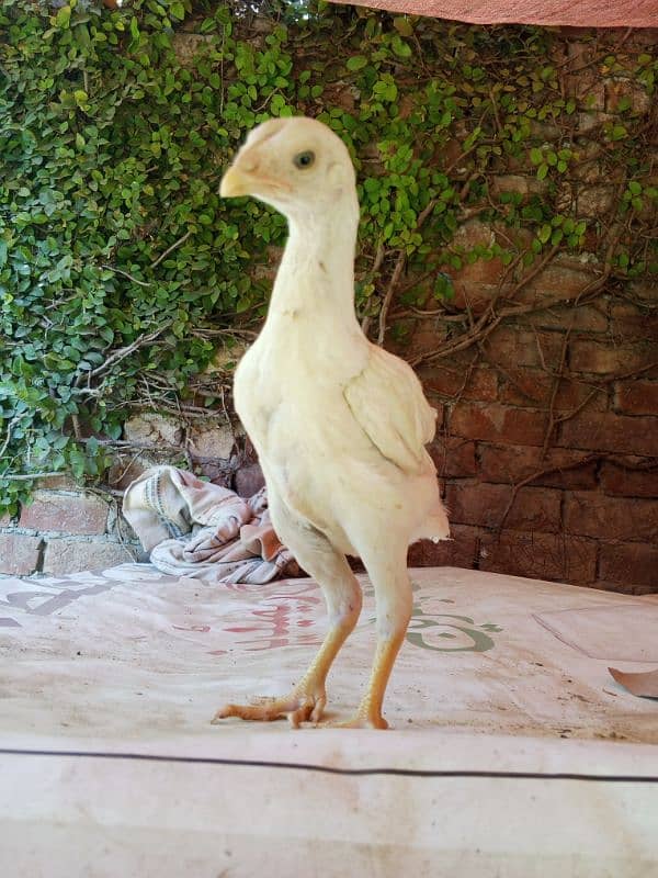 white shamo chicks pure 6