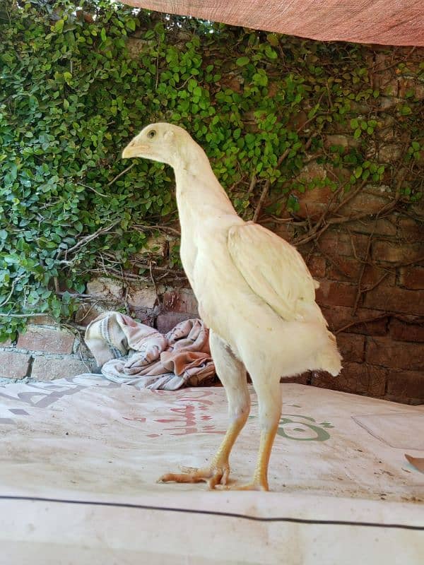 white shamo chicks pure 8