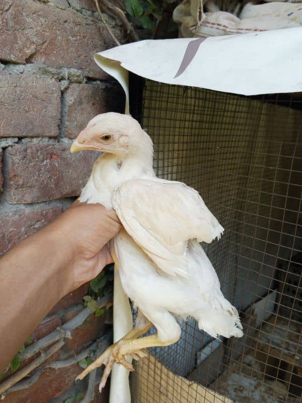 white shamo chicks pure 9