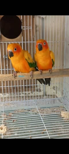 Sun conure