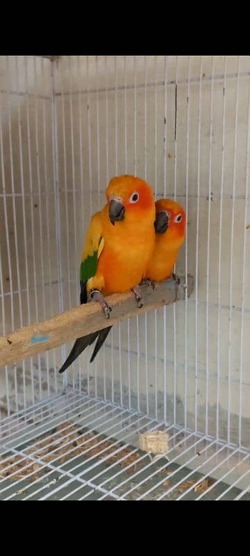 Sun conure 1