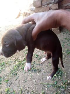 2 male pointer baby for sale outclass quality