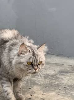 Female Persian cat