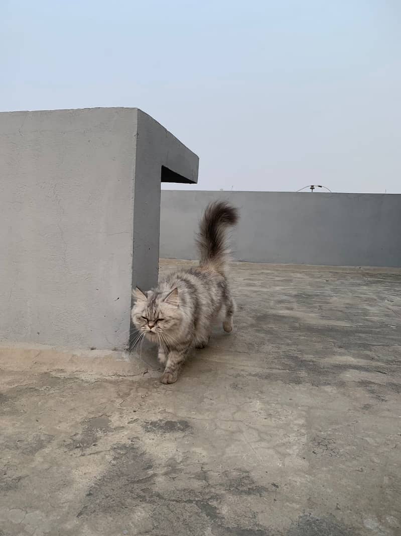 Female Persian cat 1