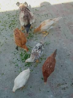 Desi hens /baby chicks for sale