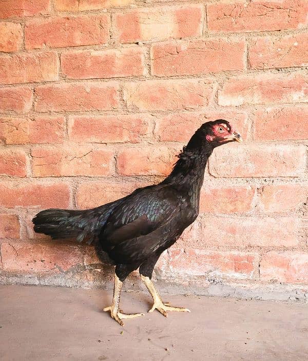 paour asil murgi 0