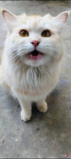 Persian female cat