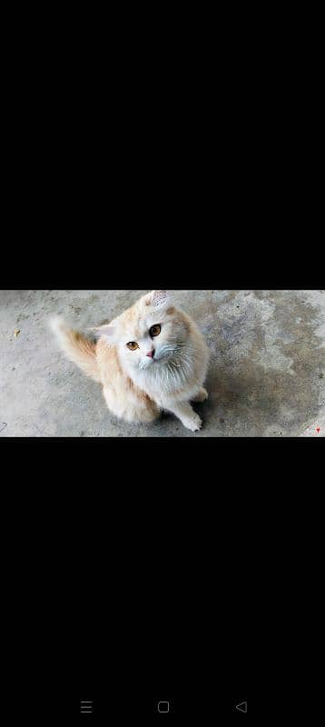 Persian female cat 5