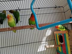 All Love Birds For Sale