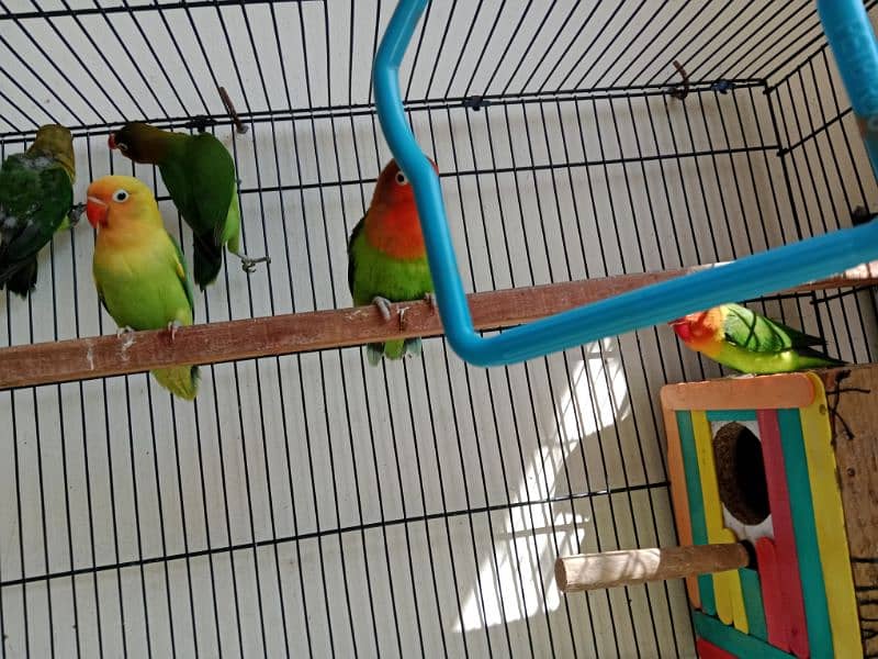 All Love Birds For Sale 0