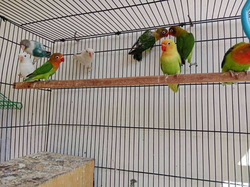 All Love Birds For Sale 2