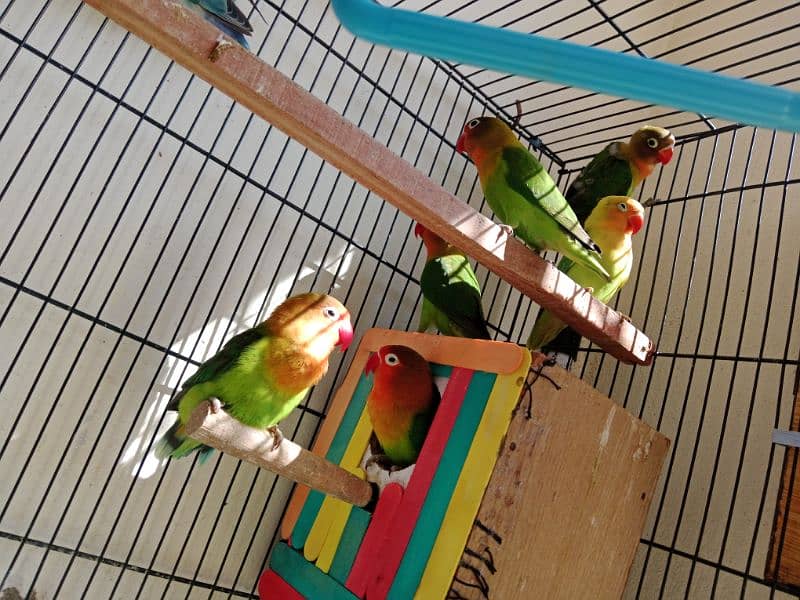 All Love Birds For Sale 3