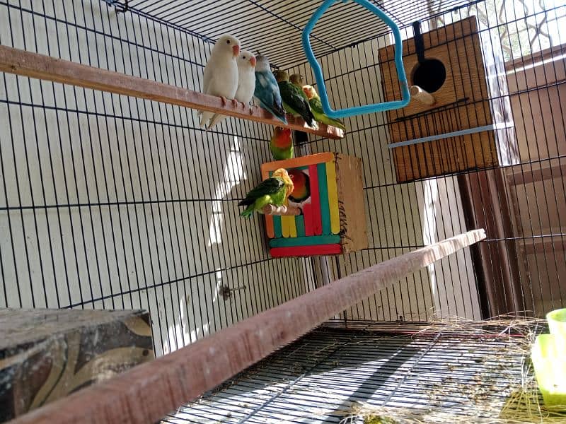 All Love Birds For Sale 4