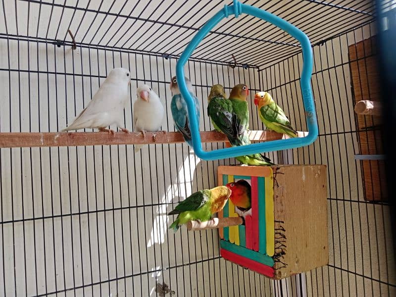 All Love Birds For Sale 5