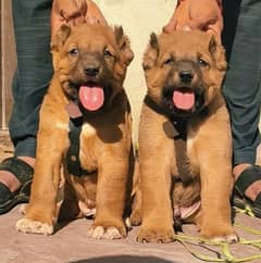 bakarwal dog pair / afghan kuchi dog / kangal dog breed available