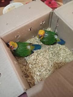 sunconure cover babies