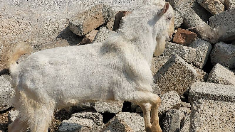 16 Healthy Teddy Goats - Farm Closing down sale 2