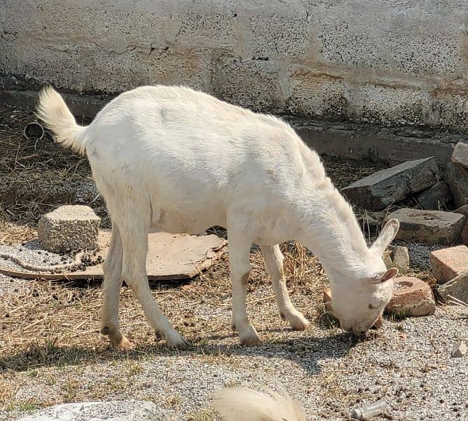 16 Healthy Teddy Goats - Farm Closing down sale 4