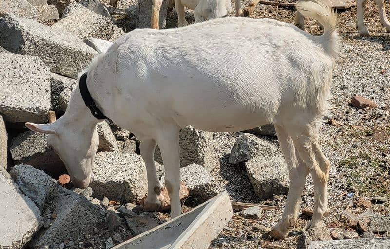 16 Healthy Teddy Goats - Farm Closing down sale 5