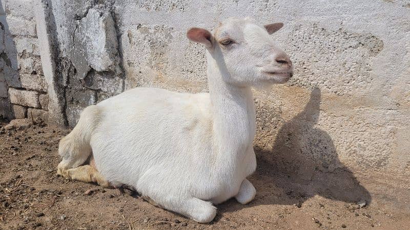 16 Healthy Teddy Goats - Farm Closing down sale 6