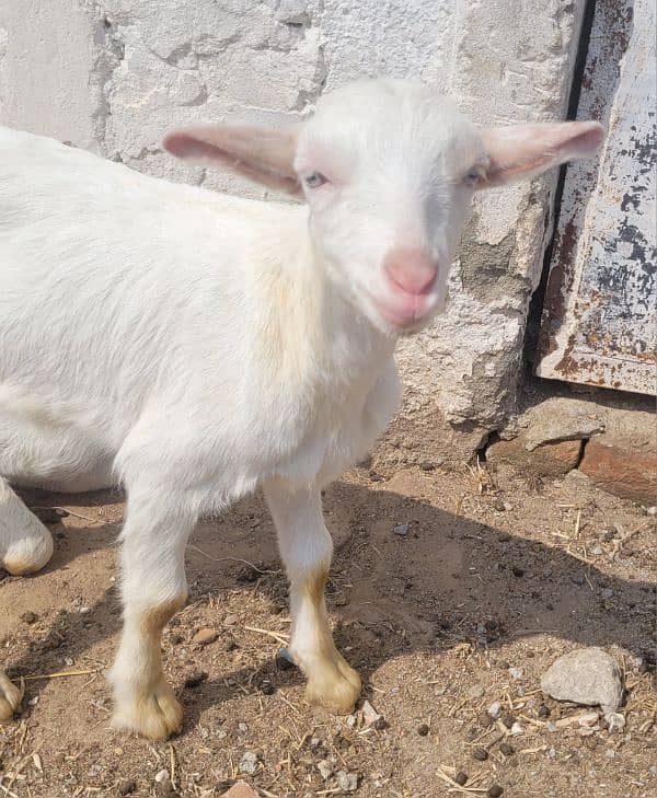 16 Healthy Teddy Goats - Farm Closing down sale 7