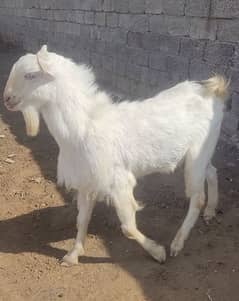 17 Healthy Teddy Goats - Farm Closing down sale