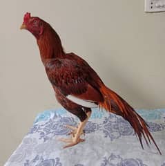 Aseel murgh for sale