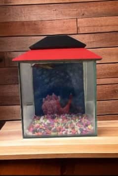 Small Fish Aquarium With Beautiful Gravels And Plant