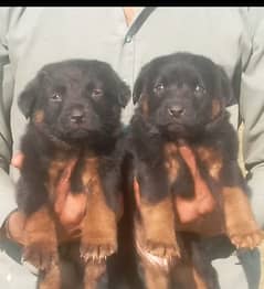 German shepherd double coat  puppies for sale