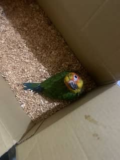 sun conure cover chick for sale