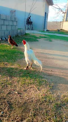 White Aseel Murg