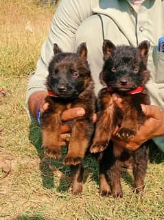 German shepherd pair for sale age 2 month