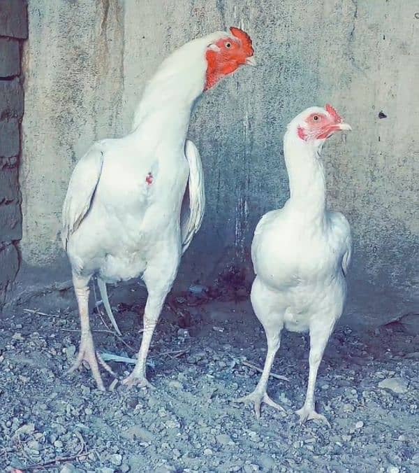 Quality Heera aseel chick available 3