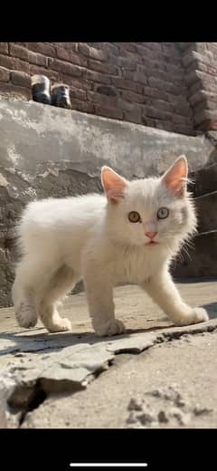 persion male cat 2 Colour Eyes